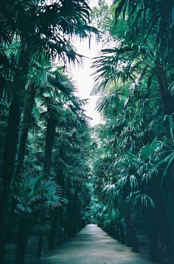palm path